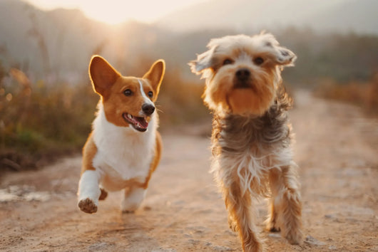Dog wearing a protective collar outdoors