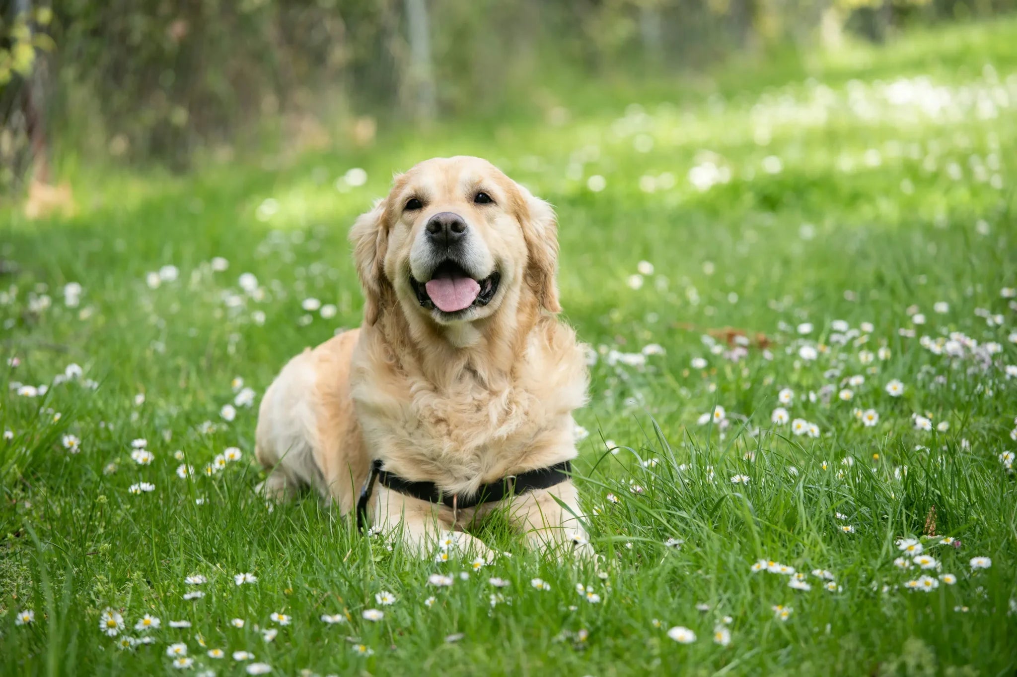 Dogs enjoying an outdoor walk