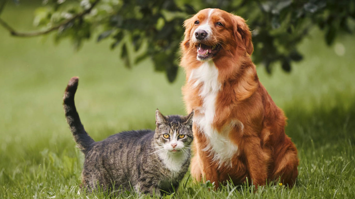 Dog and cat enjoying time outdoors